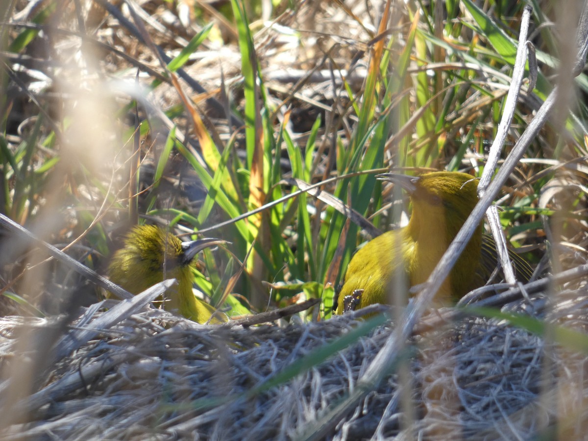 Hawaii Amakihi - ML645400513