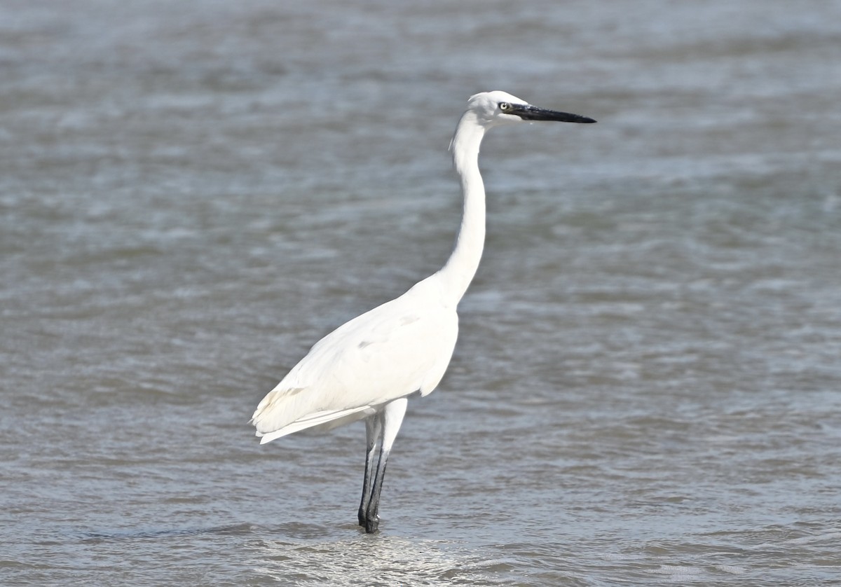 Reddish Egret - ML645400514