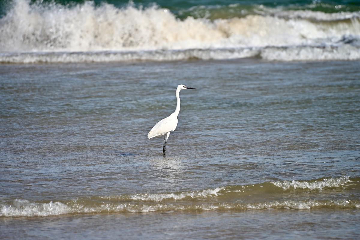 Reddish Egret - ML645400515