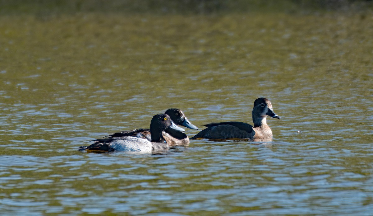 Чернь морська - ML645400519