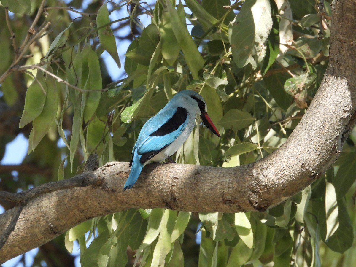 Woodland Kingfisher - ML645400531