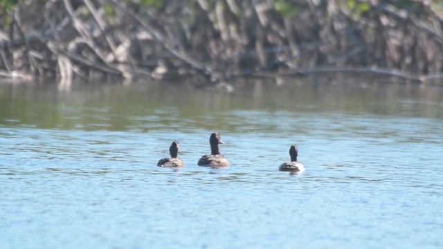 Чернь морська - ML645400532
