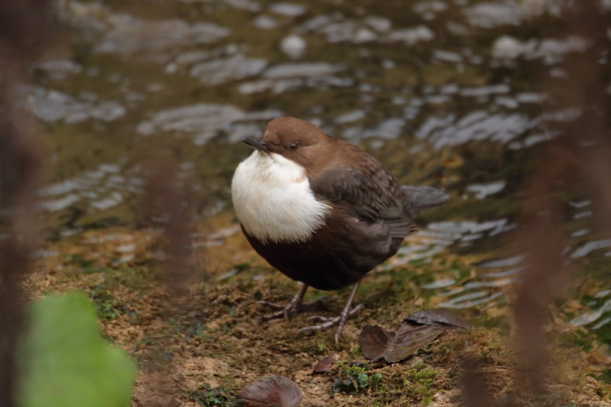 White-throated Dipper - ML645400562