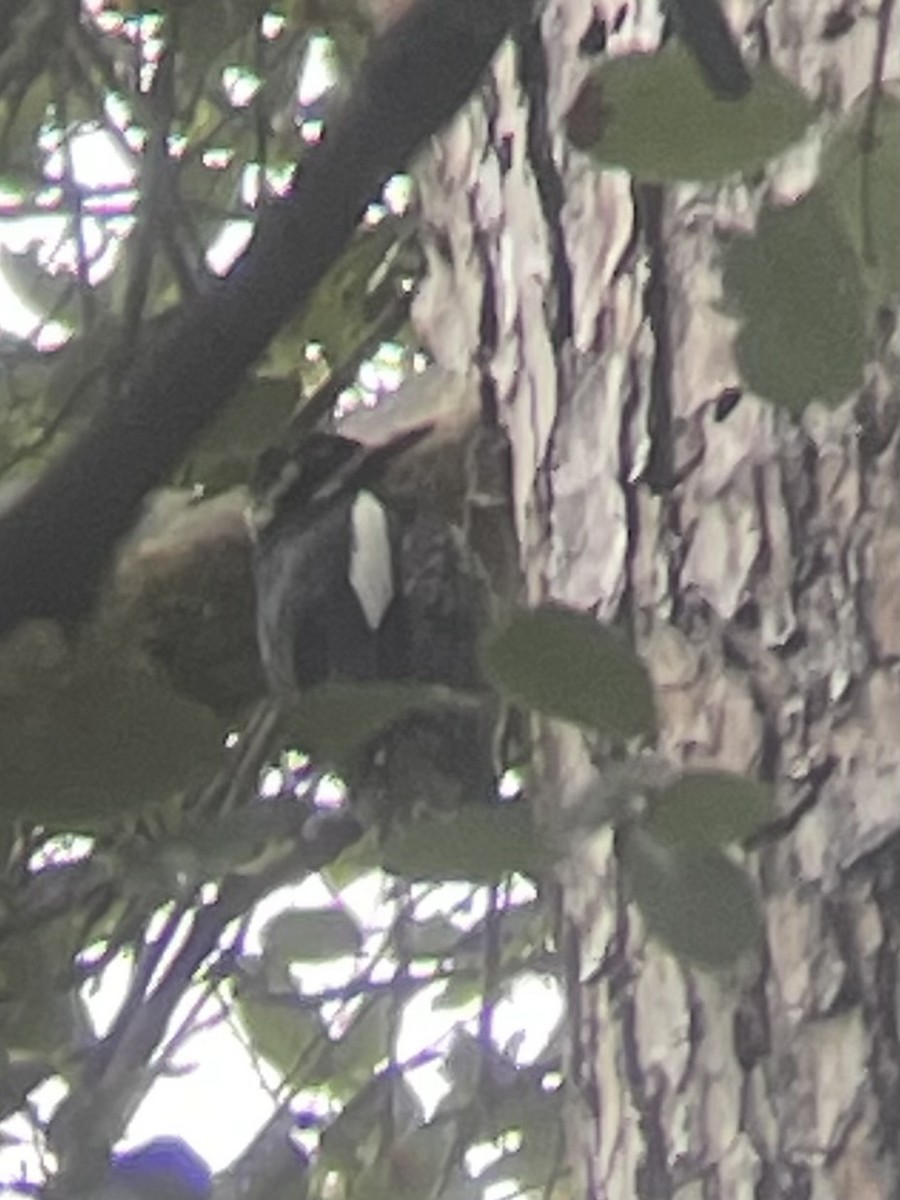 Williamson's Sapsucker - ML645400571