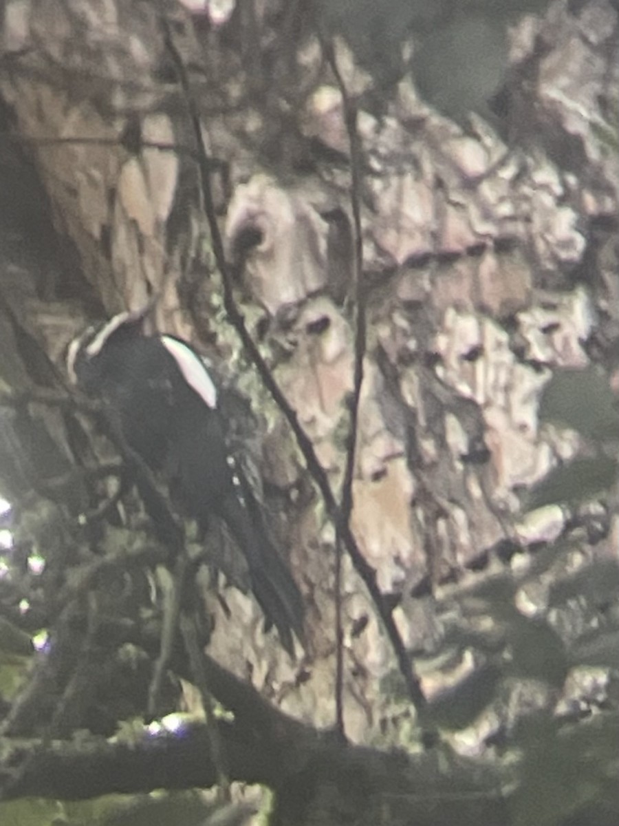 Williamson's Sapsucker - ML645400572