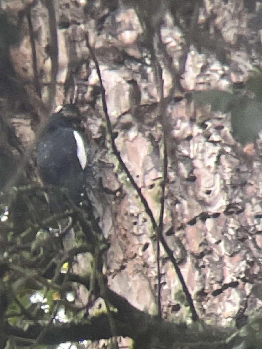 Williamson's Sapsucker - ML645400573