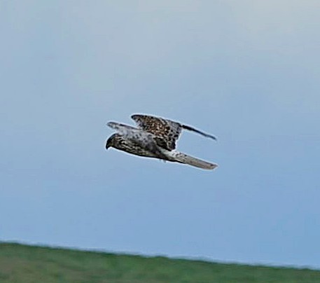 Eastern Marsh Harrier - ML645400575