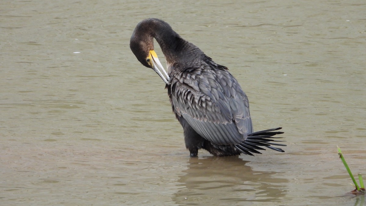 kormorán velký - ML645400578