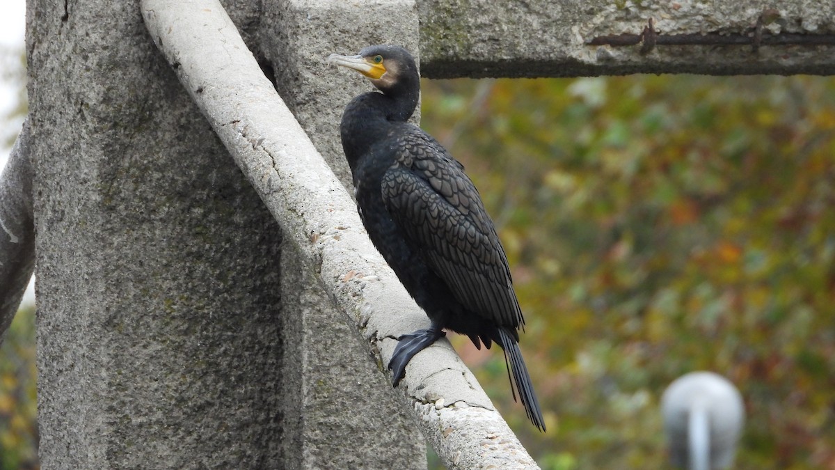 kormorán velký - ML645400582