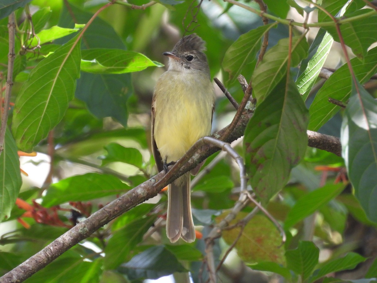 Желтобрюхая эления - ML645400584