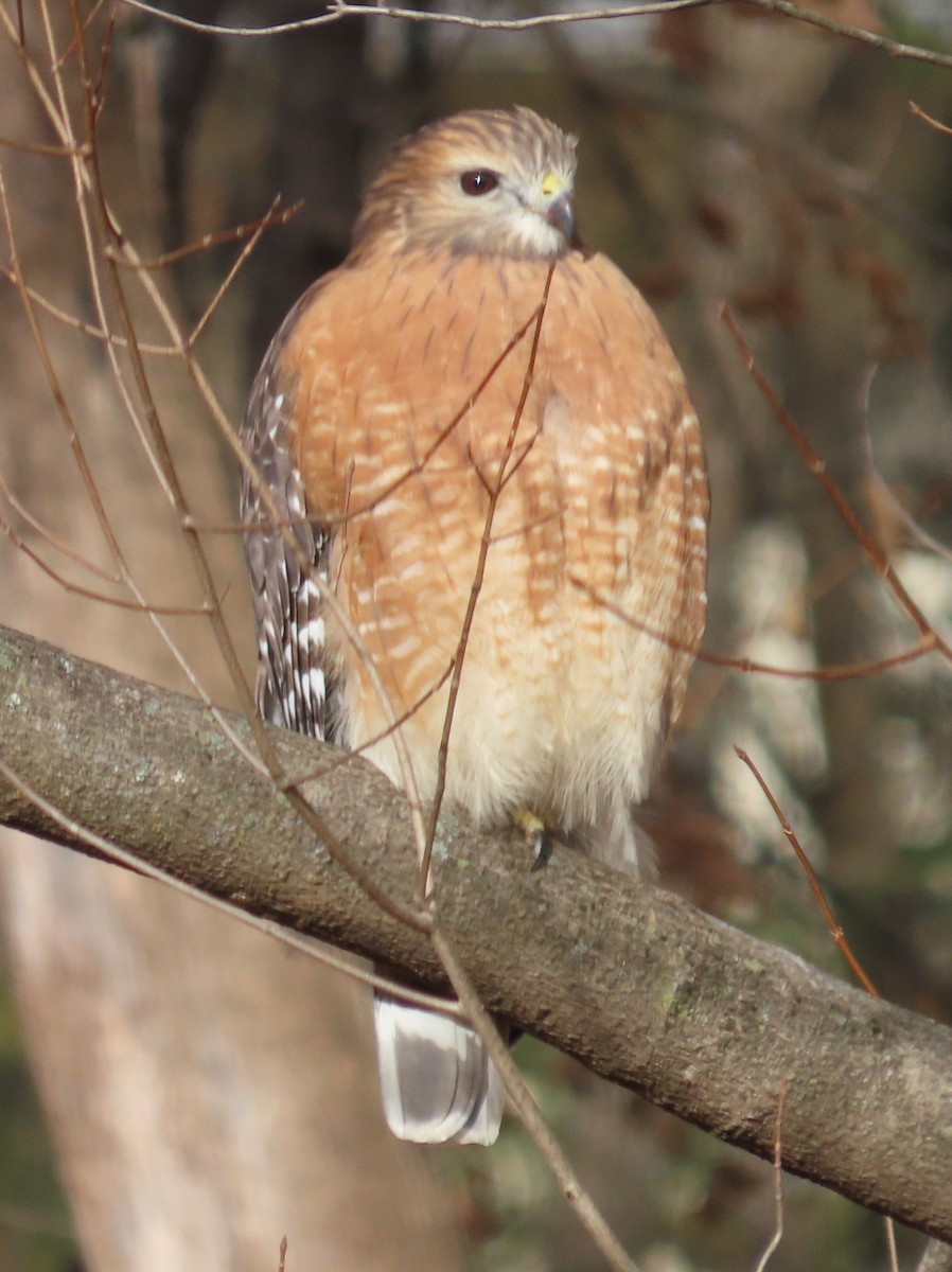 Red-shouldered Hawk - ML645400603