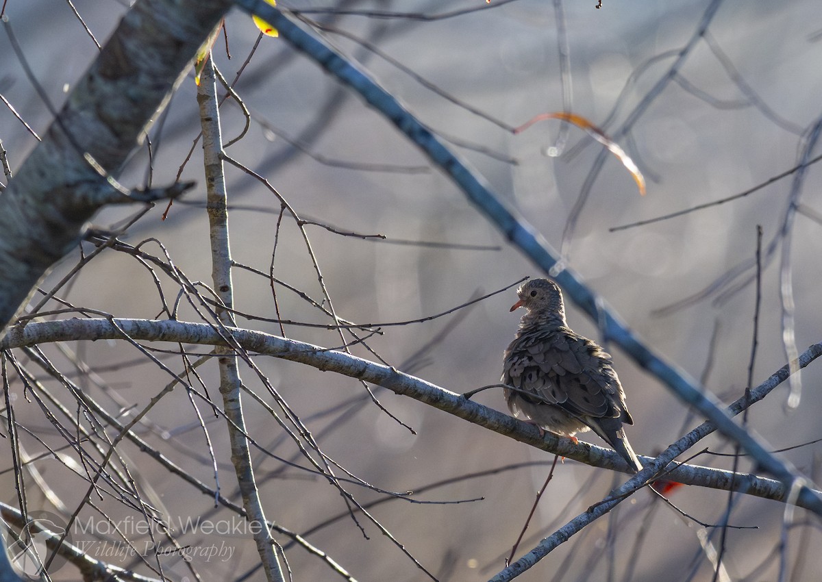 holoubek vrabčí - ML645400604