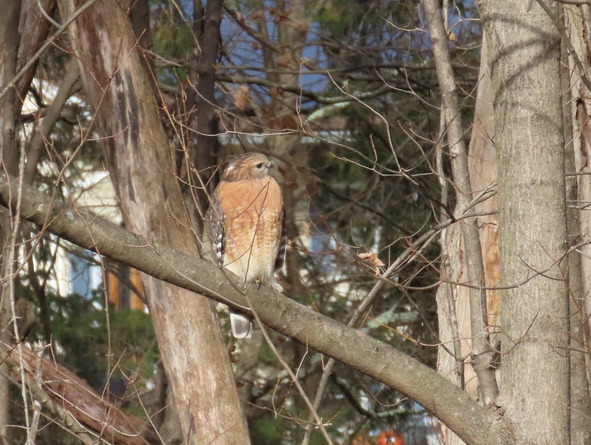 Red-shouldered Hawk - ML645400608