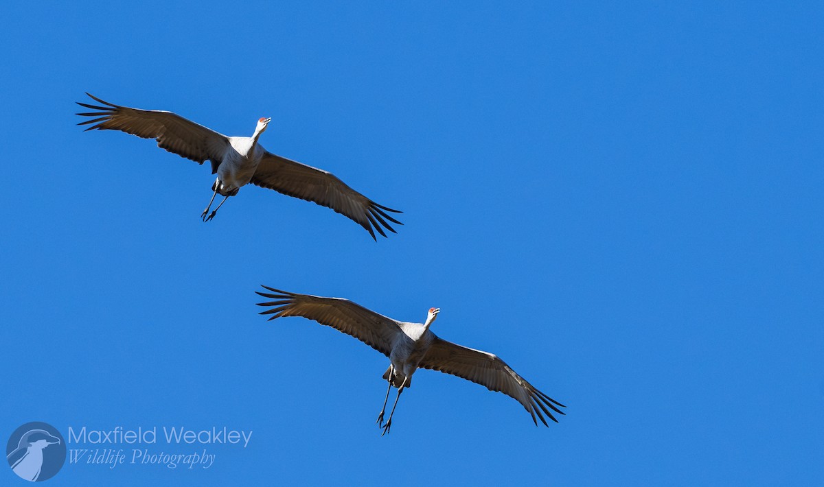 jeřáb kanadský (ssp. tabida/rowani) - ML645400609