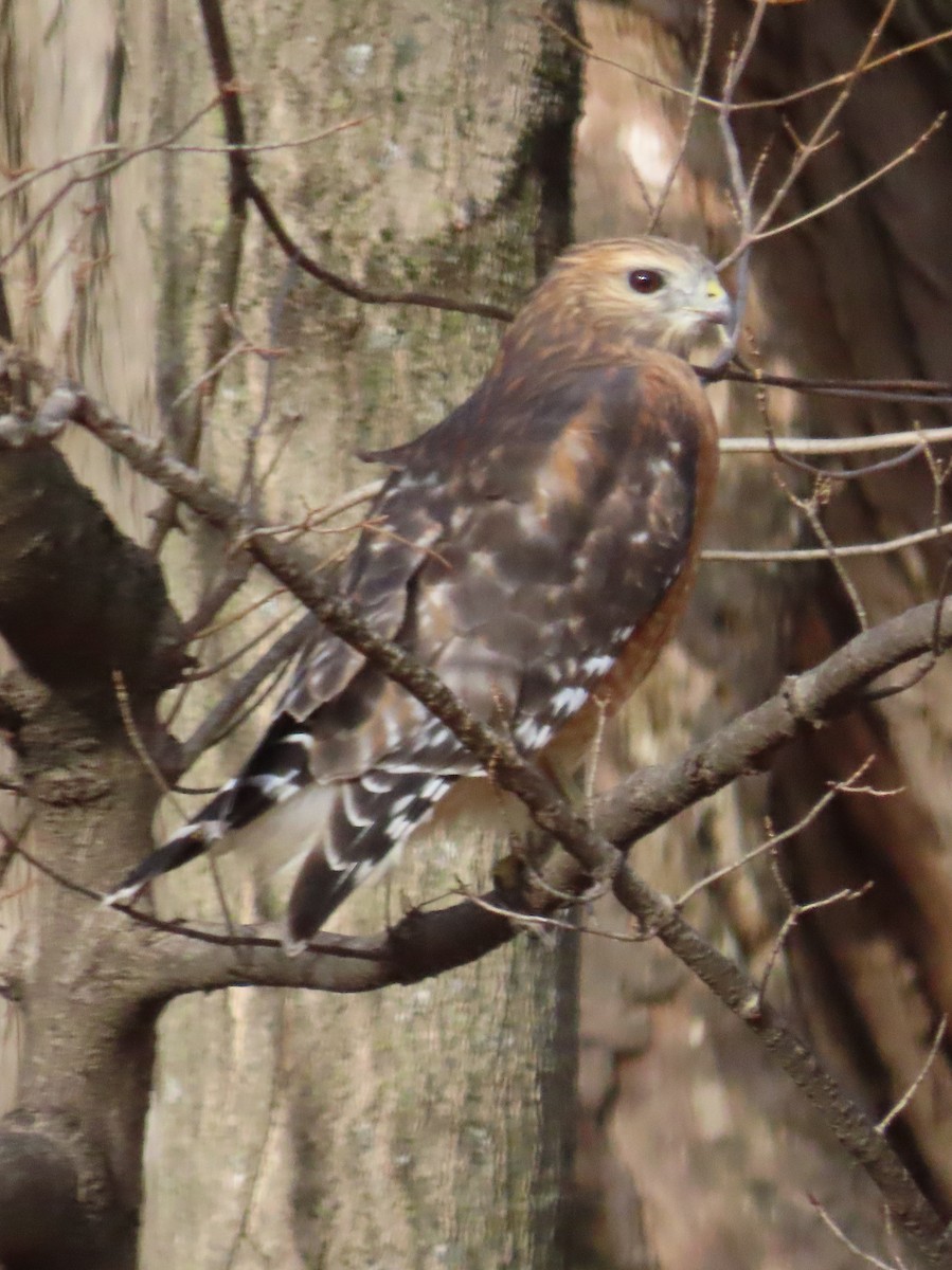 Red-shouldered Hawk - ML645400615