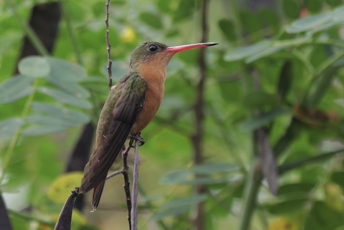 Cinnamon Hummingbird - ML645400616