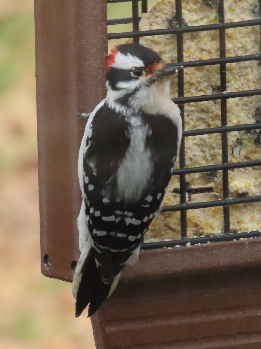 Downy Woodpecker - ML645400624
