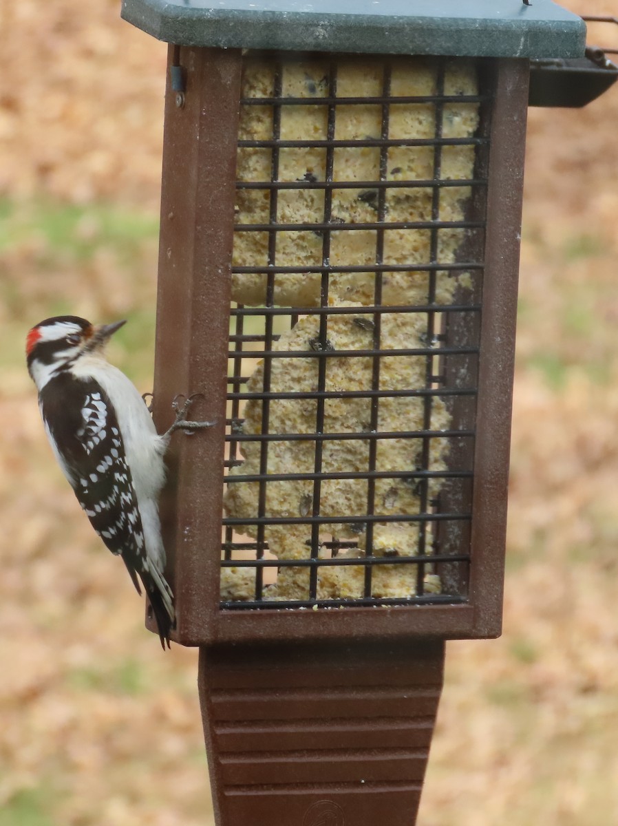 Downy Woodpecker - ML645400625