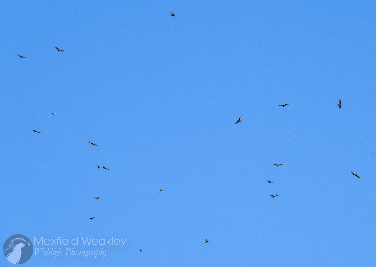 kondor krocanovitý [skupina aura] - ML645400626