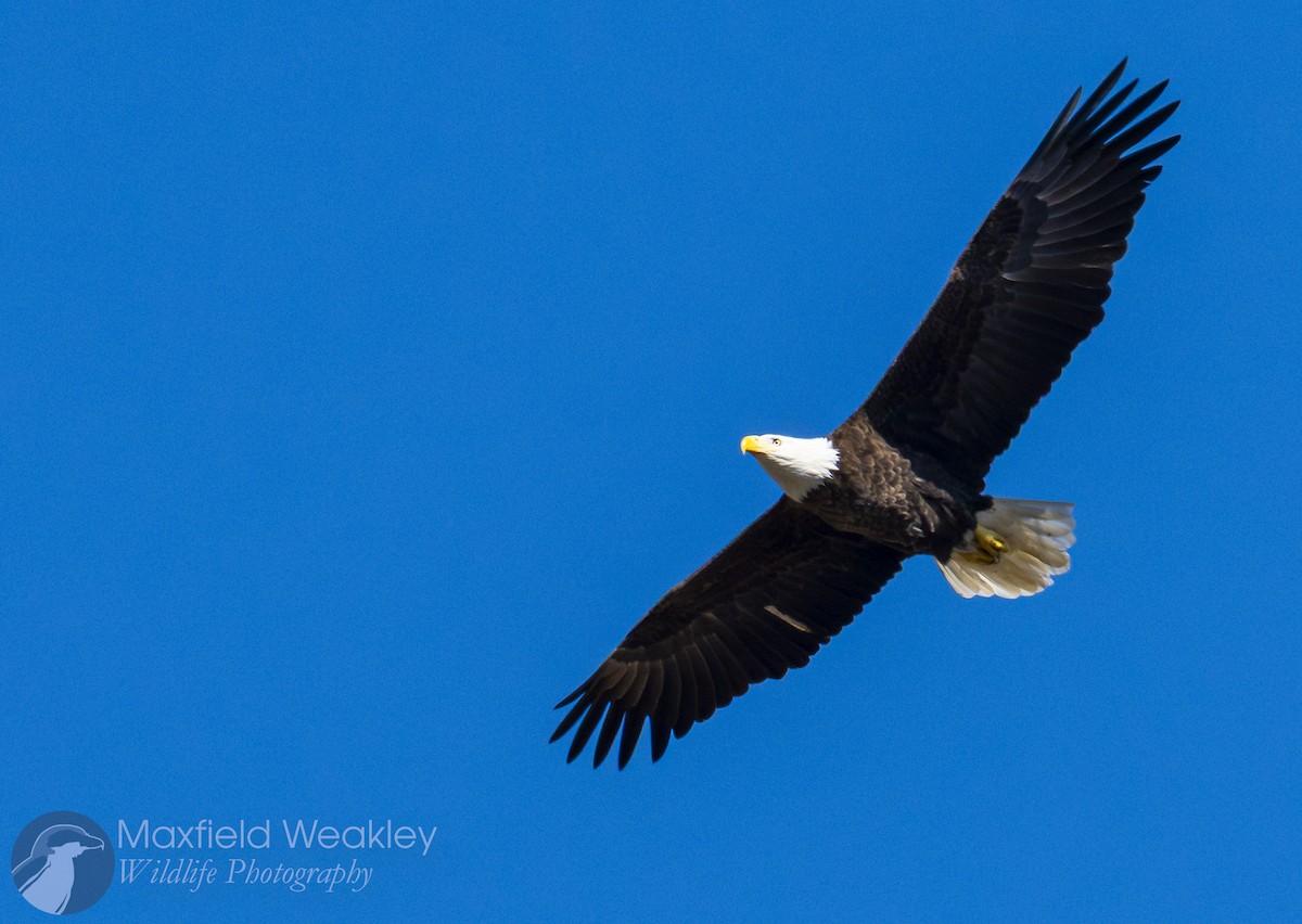 orel bělohlavý - ML645400630