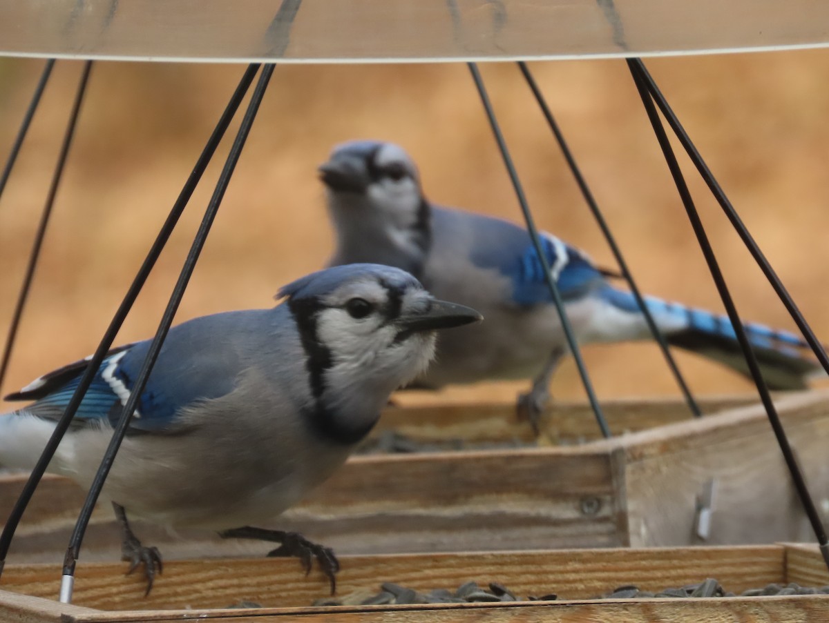 Blue Jay - ML645400631