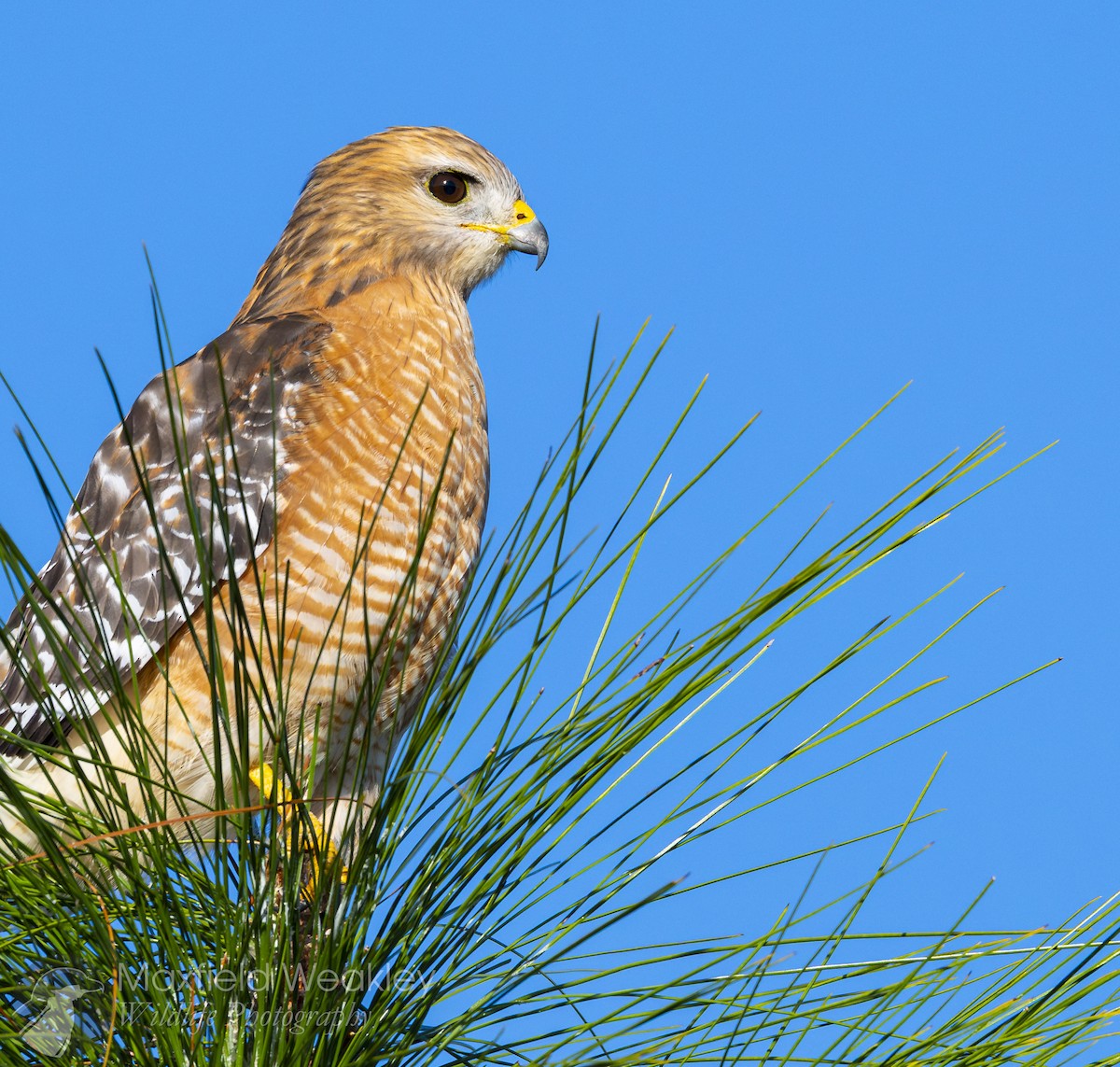 káně páskovaná [skupina lineatus] - ML645400632