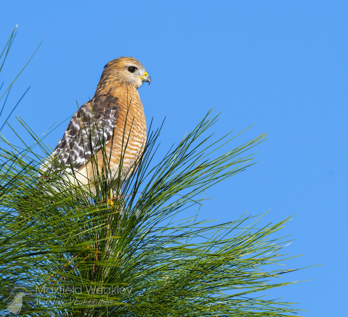 káně páskovaná [skupina lineatus] - ML645400633