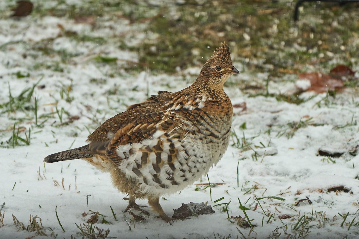 Ruffed Grouse - ML645400636