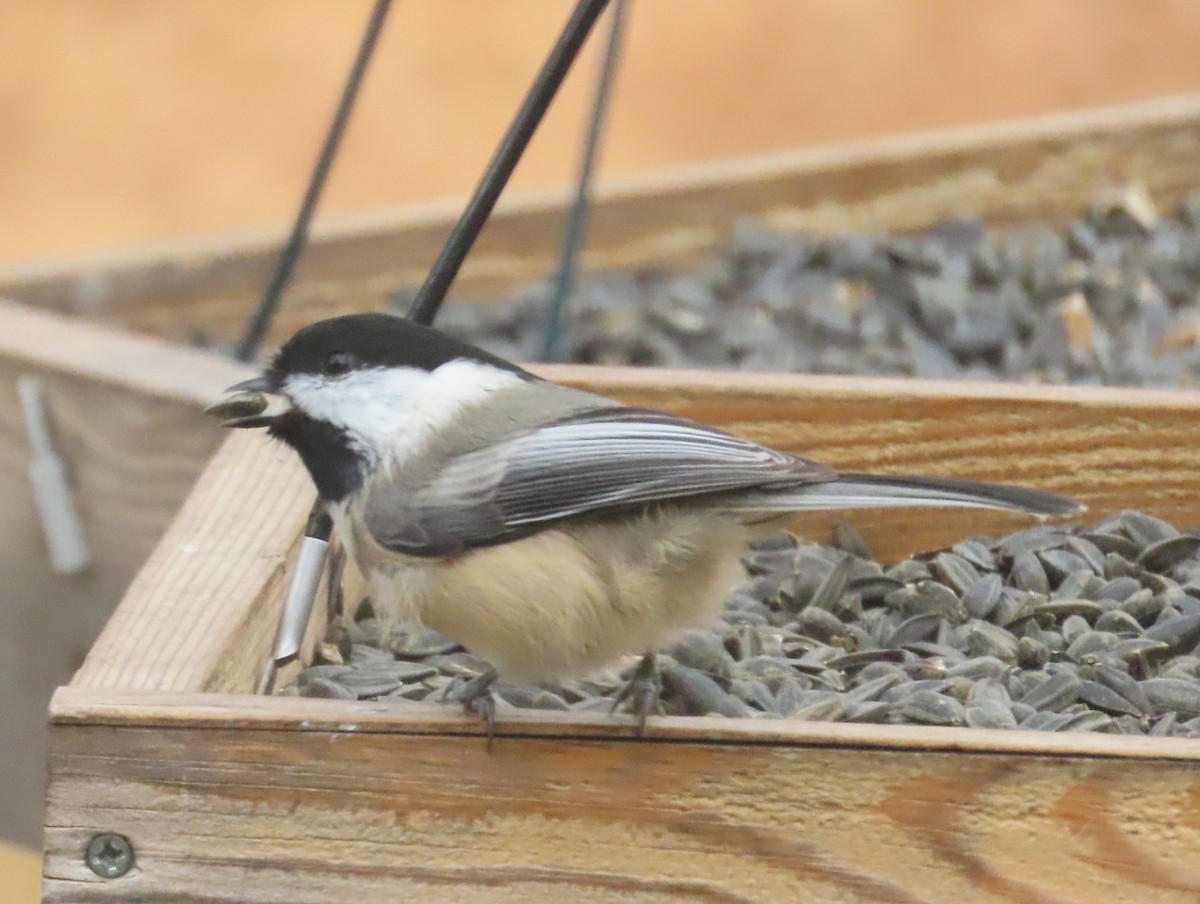 Black-capped Chickadee - ML645400637