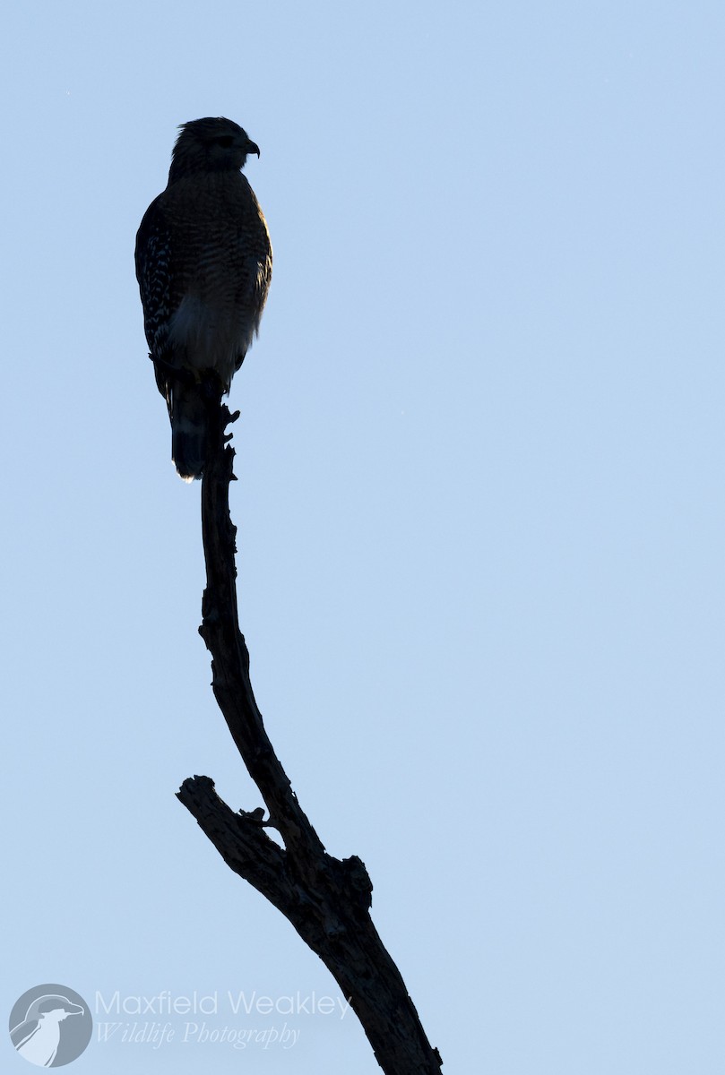 káně páskovaná [skupina lineatus] - ML645400638