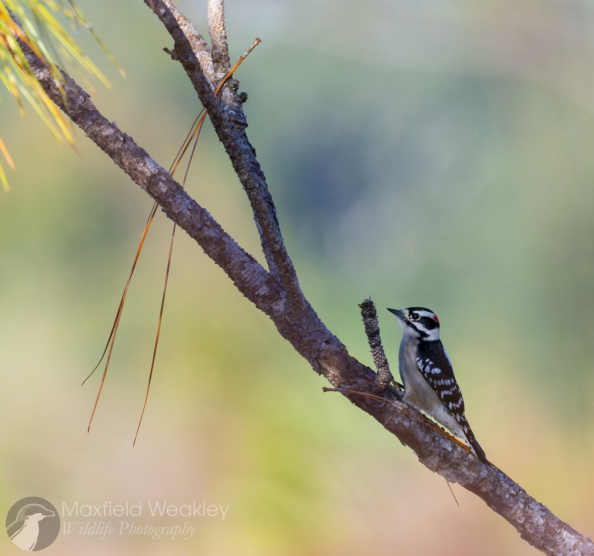 strakapoud osikový (ssp. pubescens/medianus) - ML645400643