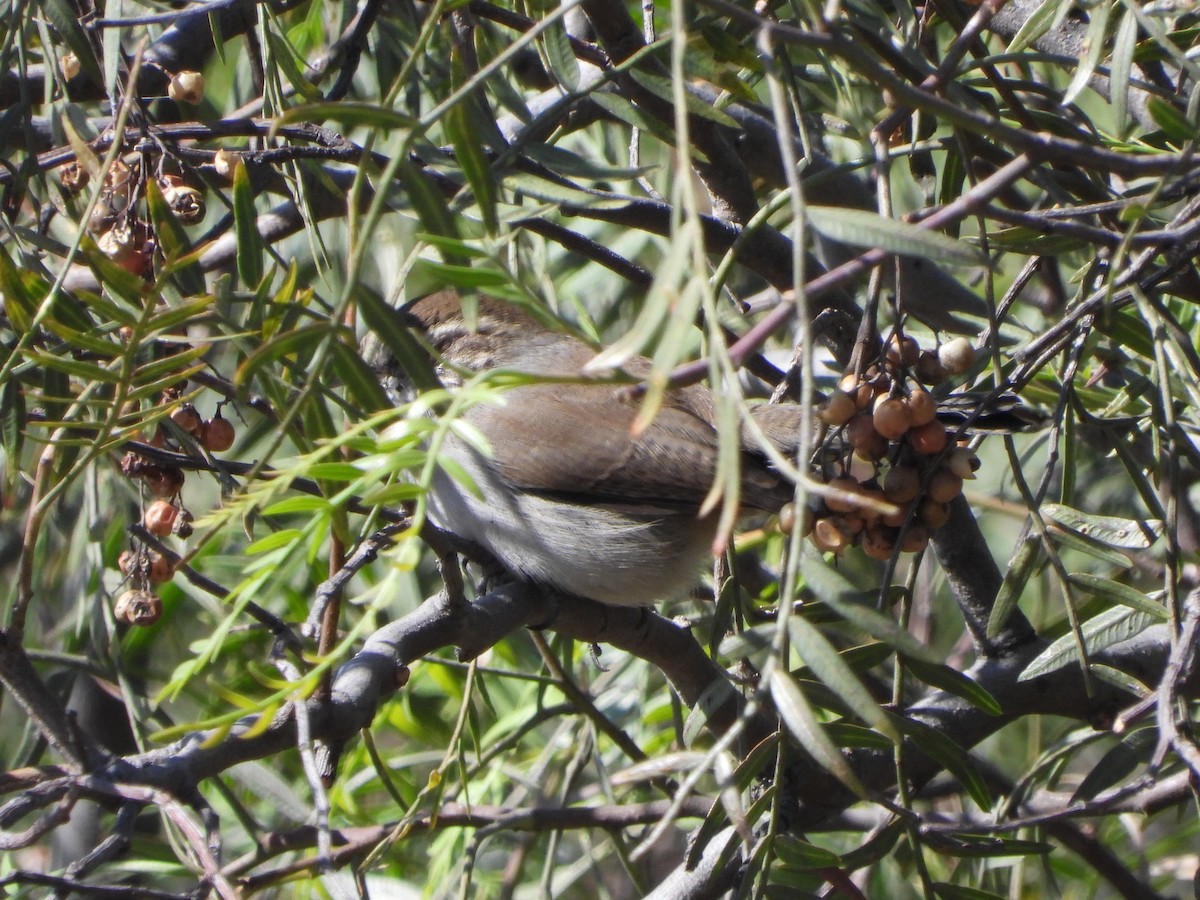 Підбуреник - ML645400644