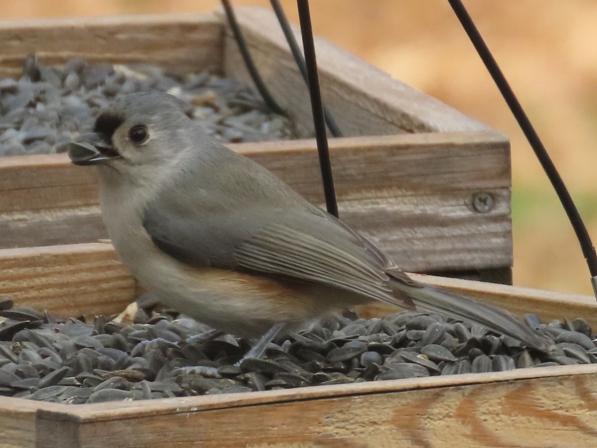 Tufted Titmouse - ML645400645