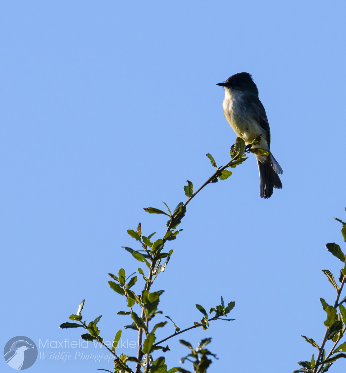 tyranovec domácí - ML645400647