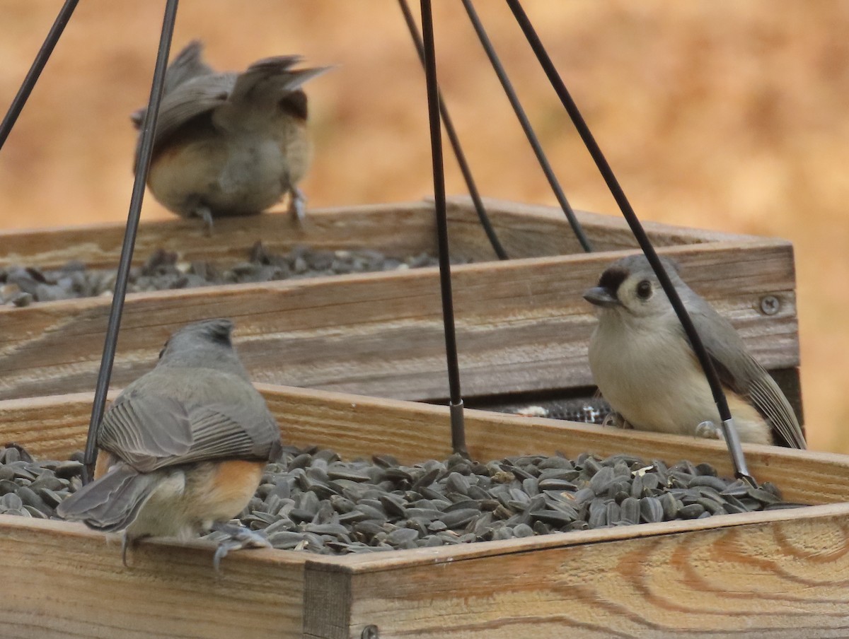Tufted Titmouse - ML645400649