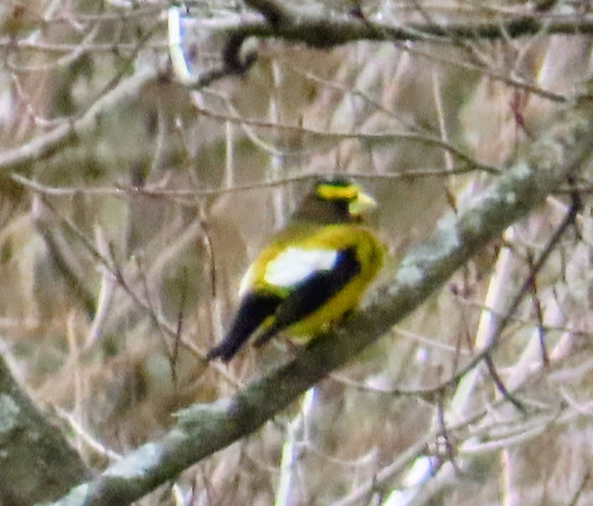 Evening Grosbeak - ML645400651