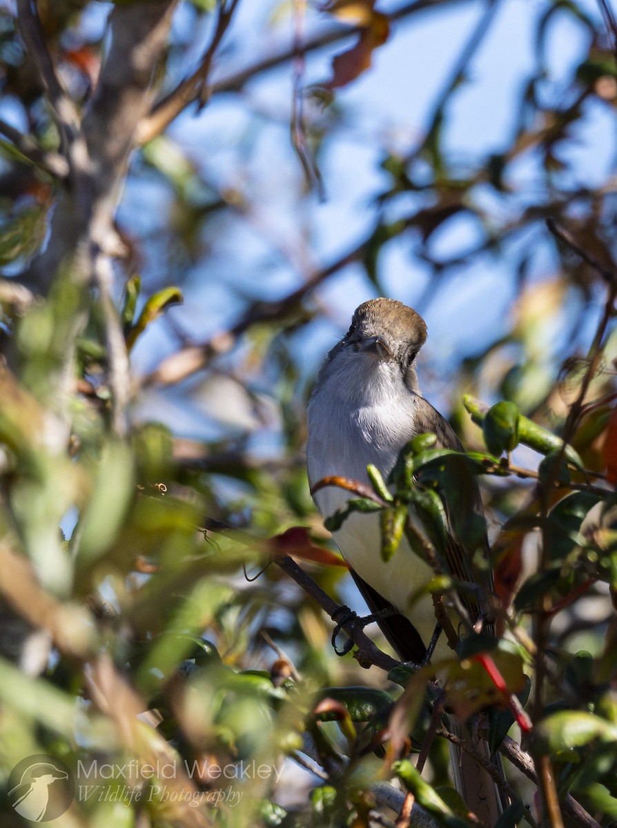 Ash-throated Flycatcher - ML645400652