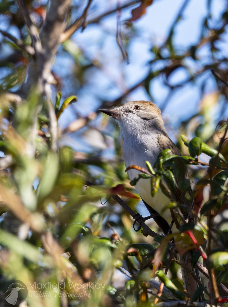 Ash-throated Flycatcher - ML645400653