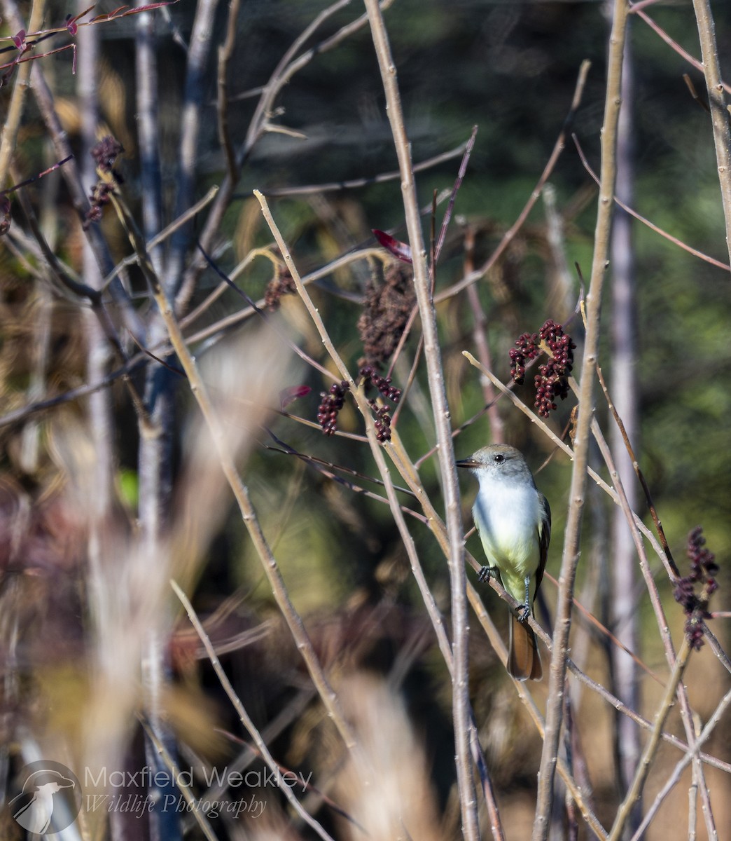 Ash-throated Flycatcher - ML645400654