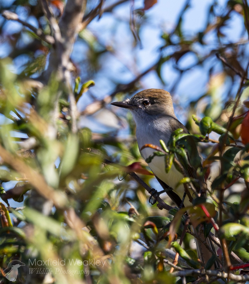 Ash-throated Flycatcher - ML645400655
