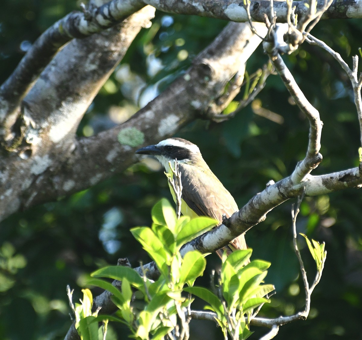 Boat-billed Flycatcher - ML645400658