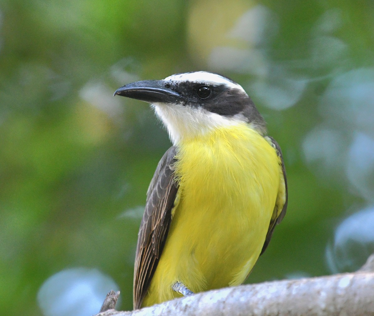 Boat-billed Flycatcher - ML645400660