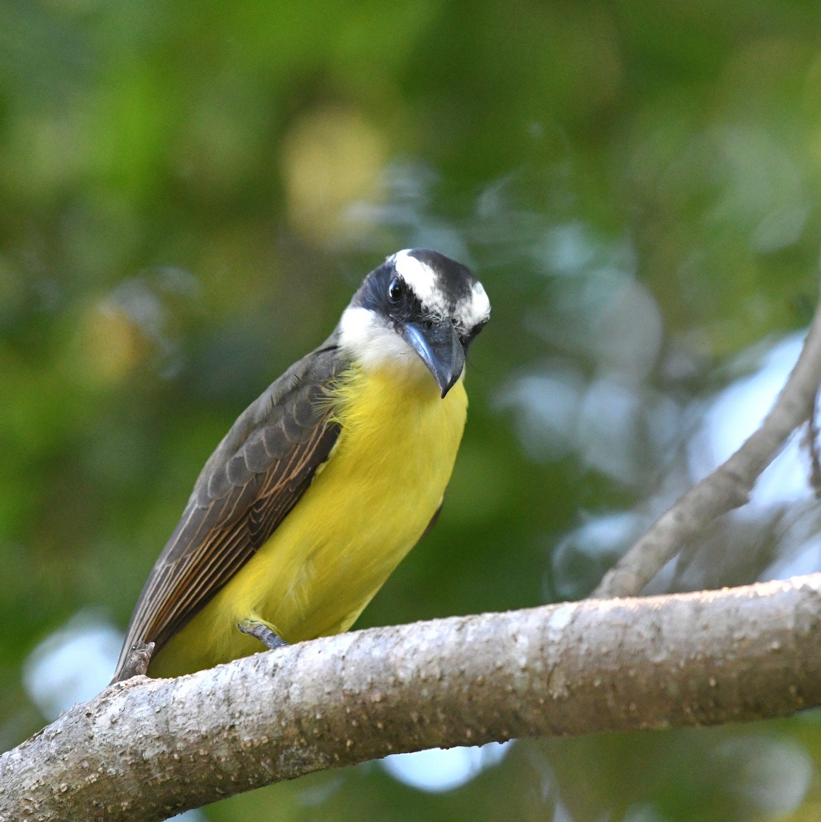 Boat-billed Flycatcher - ML645400661