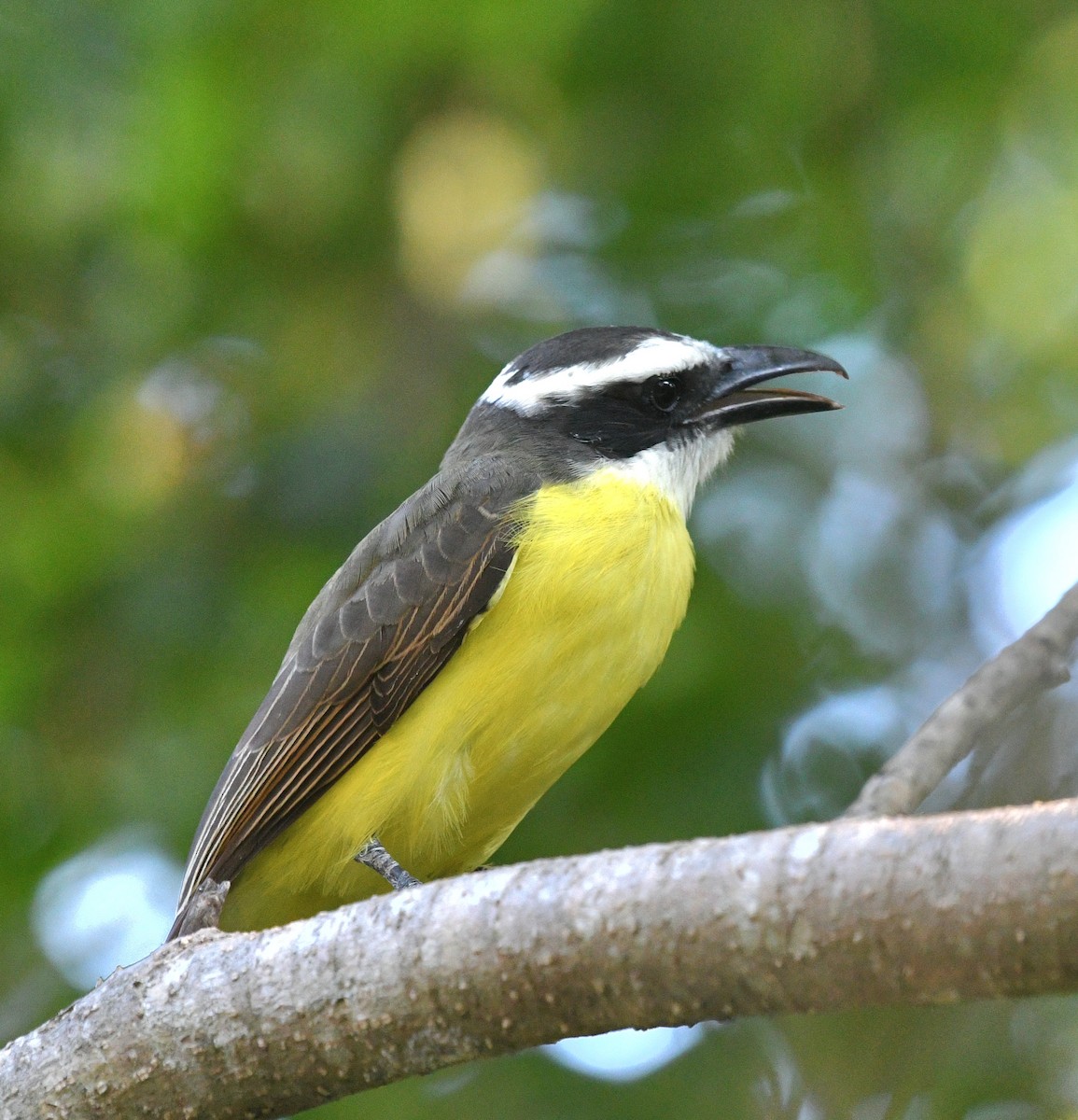 Boat-billed Flycatcher - ML645400662