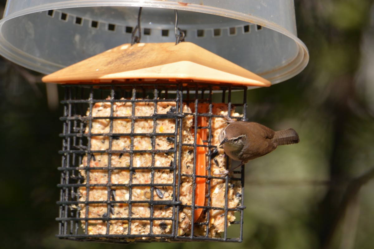 Підбуреник - ML645400663