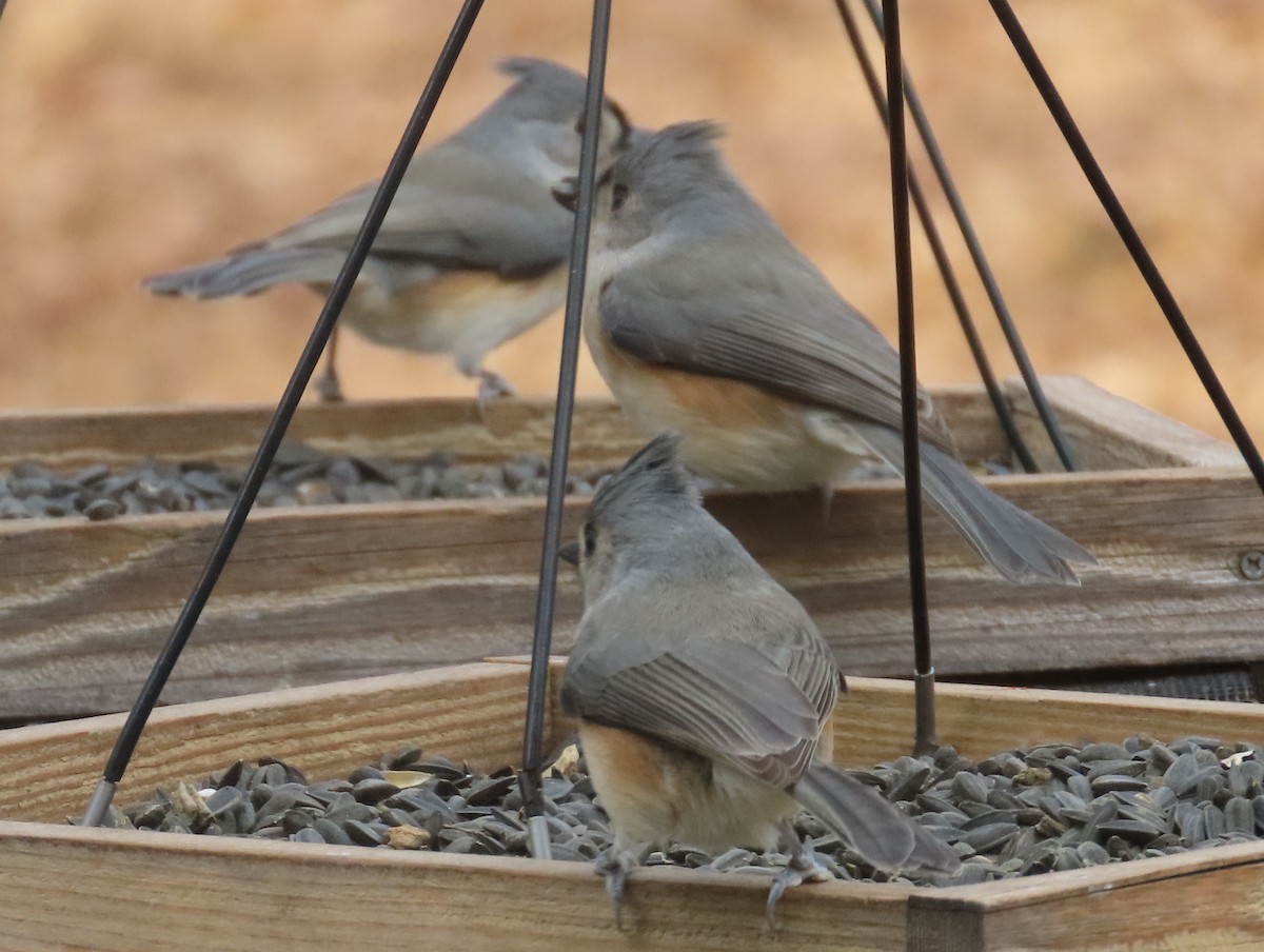 Tufted Titmouse - ML645400664