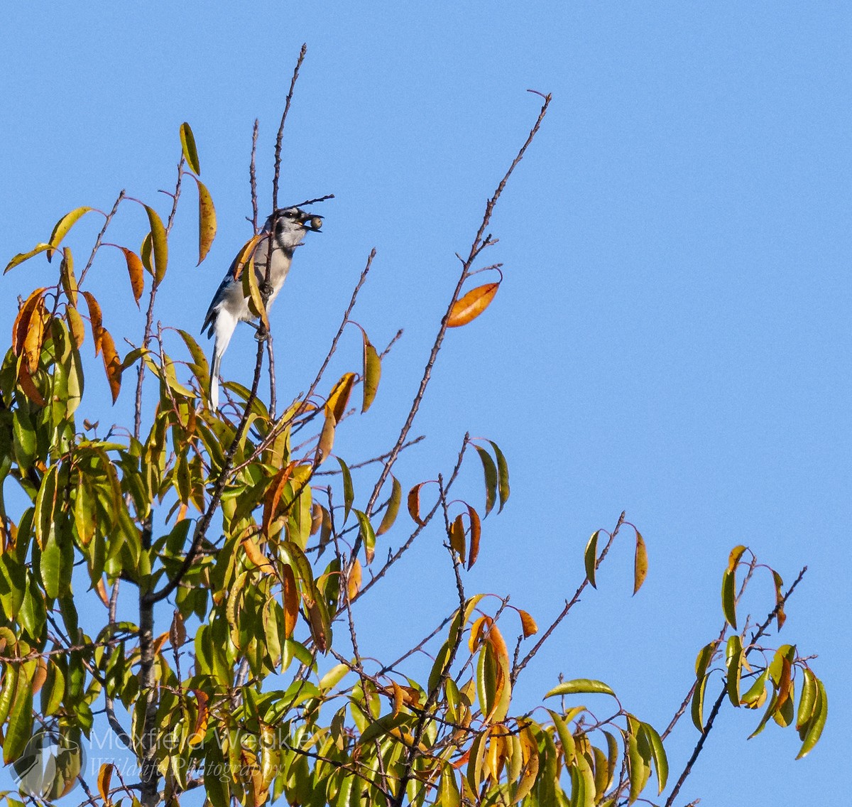 sojka chocholatá - ML645400666