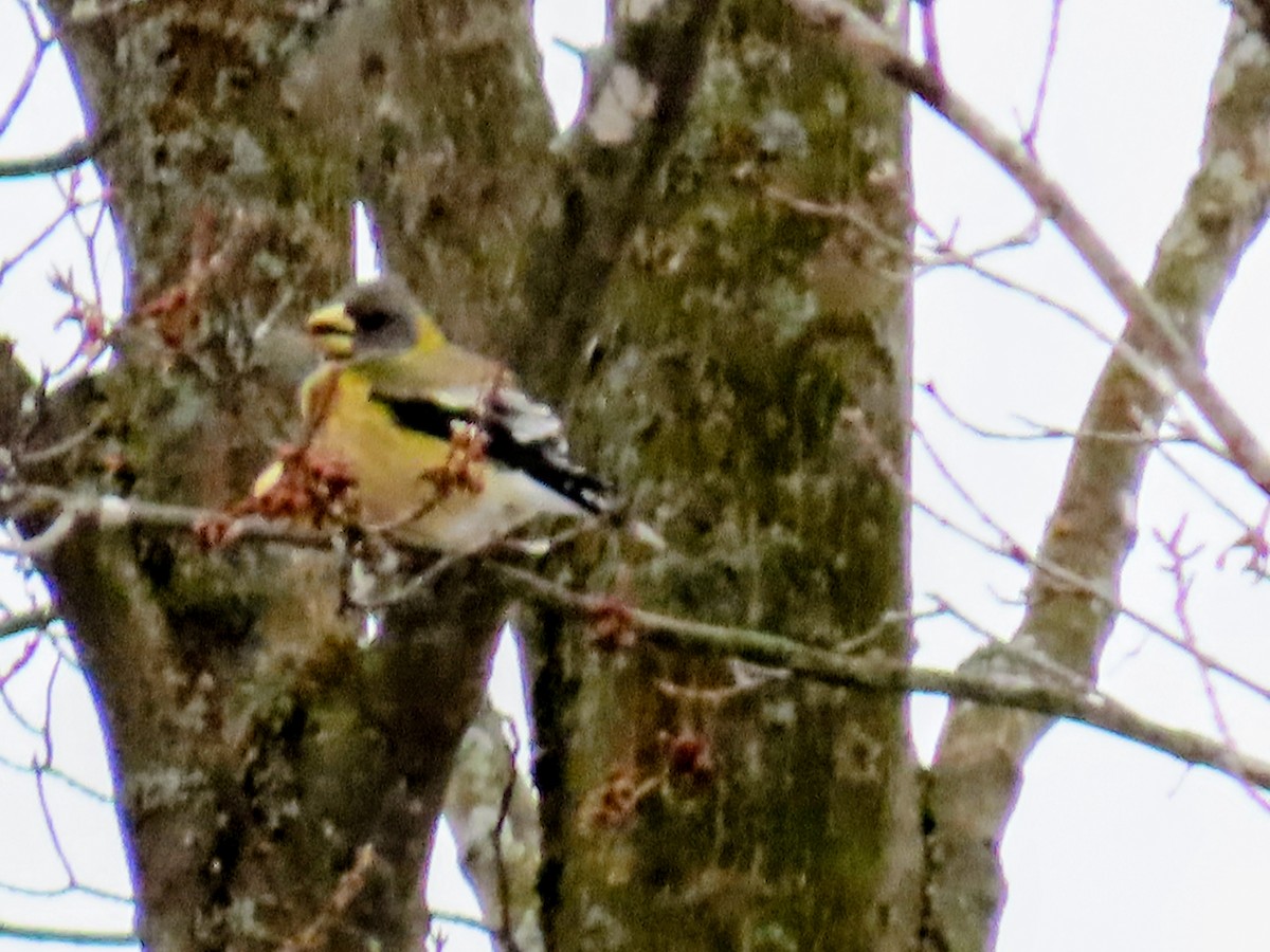 Evening Grosbeak - ML645400667