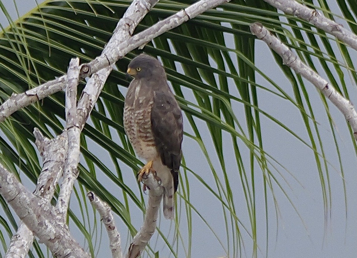 Roadside Hawk - ML645400671