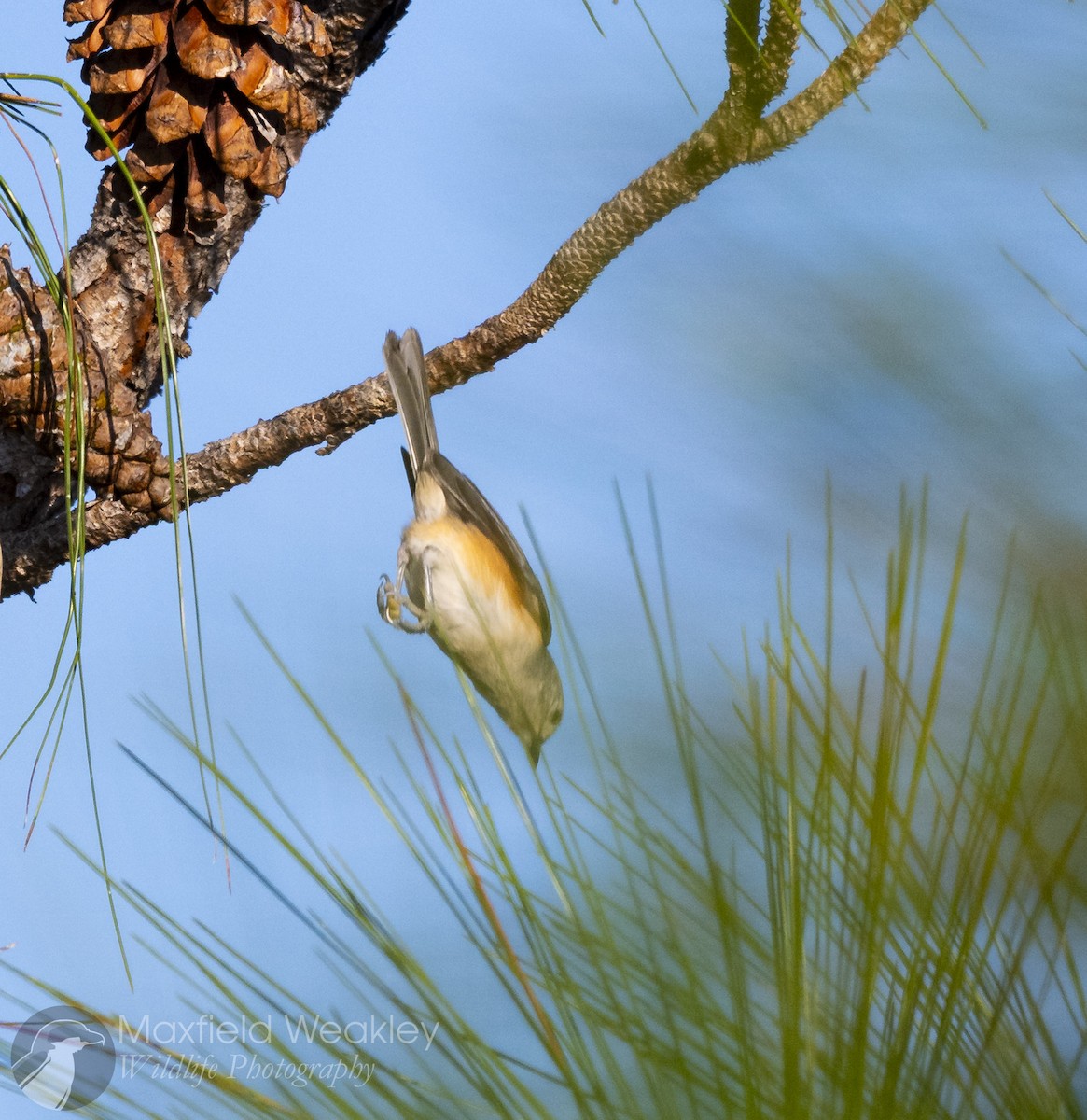 sýkora rezavoboká - ML645400673